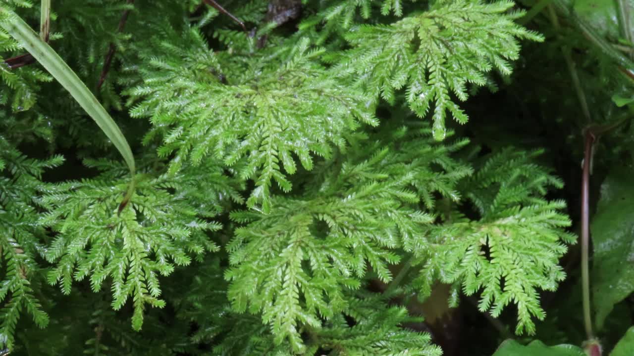 卷柏种虫害蕨类植物视频素材