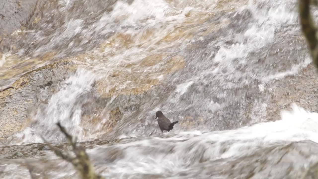 棕雀(Cinclus pallasii)和瀑布(千岛群岛)视频素材