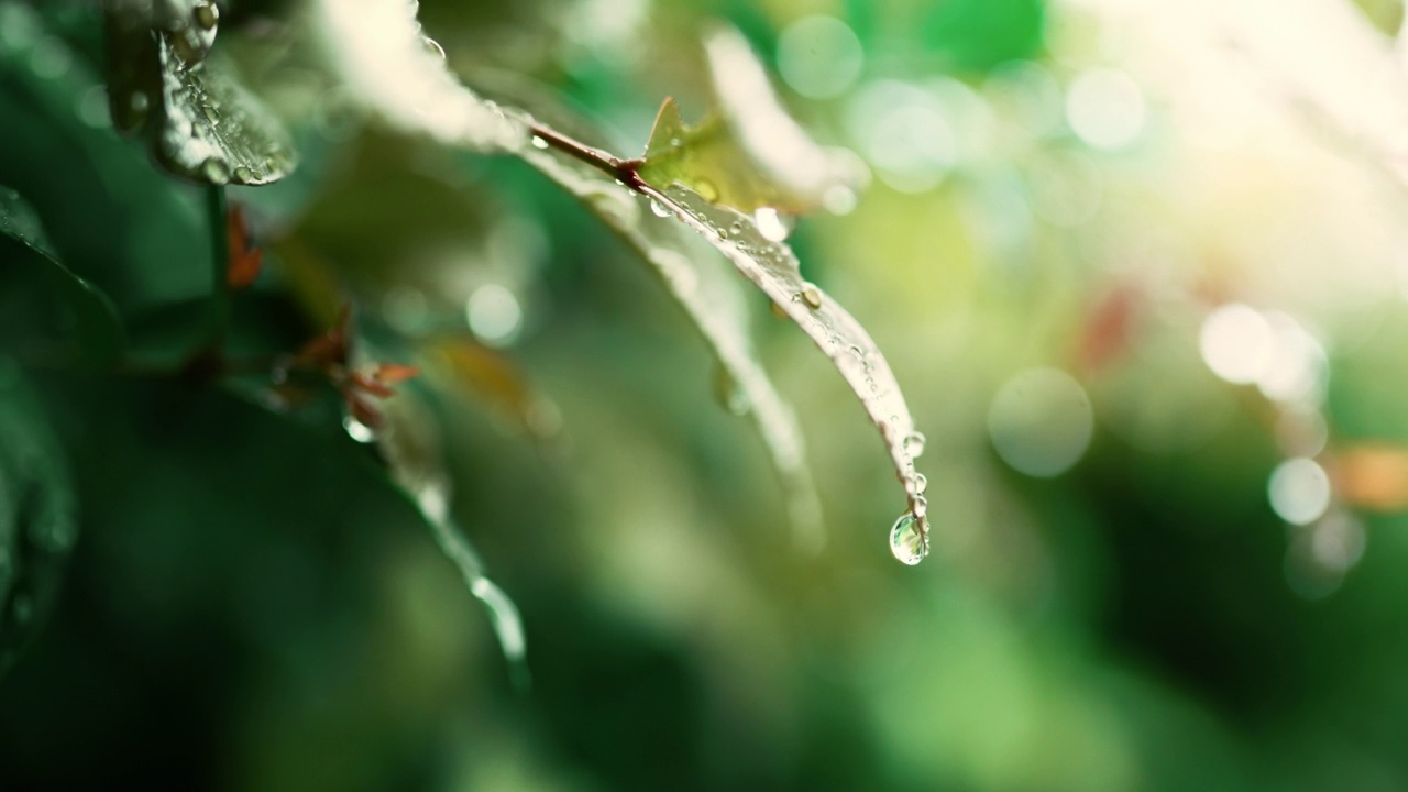 近景-雨后绿叶上的露珠视频素材