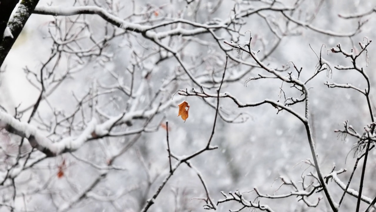 积雪背景下的树枝。雪花飘落在冬天的风景上。视频素材