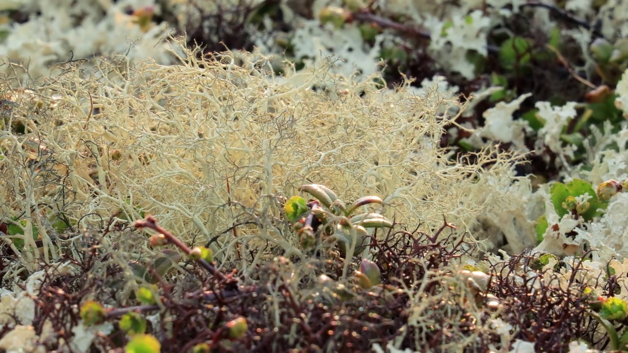 北极苔原地衣苔藓特写。它主要生活在北极苔原和高山苔原地区，非常耐寒。绿刺草，又称驯鹿杯地衣。视频素材