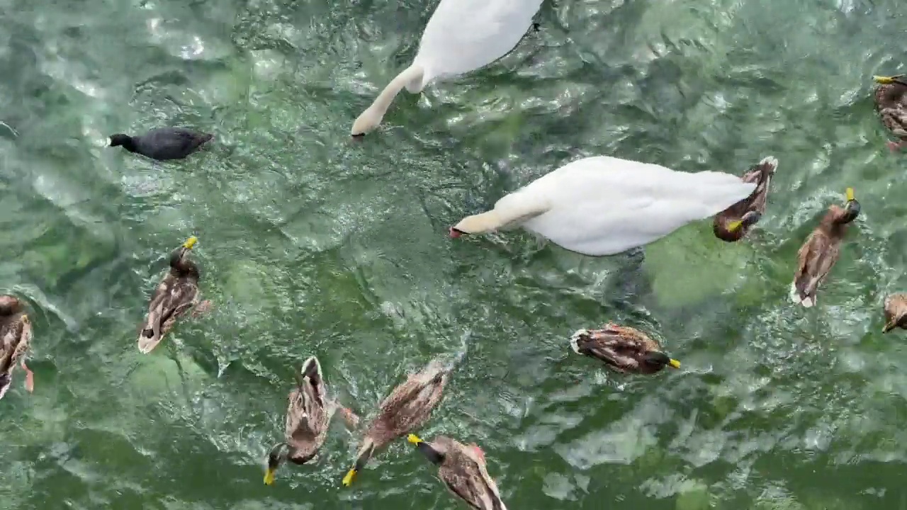 水鸟在湖上游泳视频素材