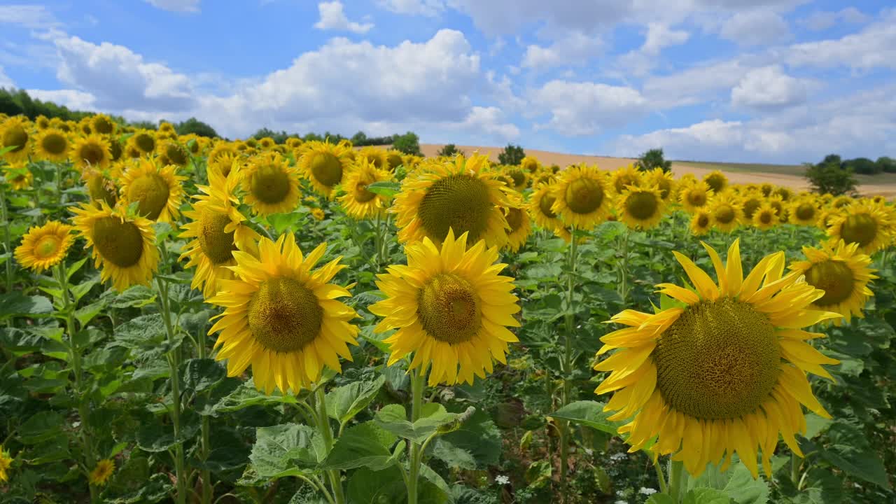 夏天盛开的向日葵田，Arnstein Franconia，巴伐利亚，德国，欧洲视频素材