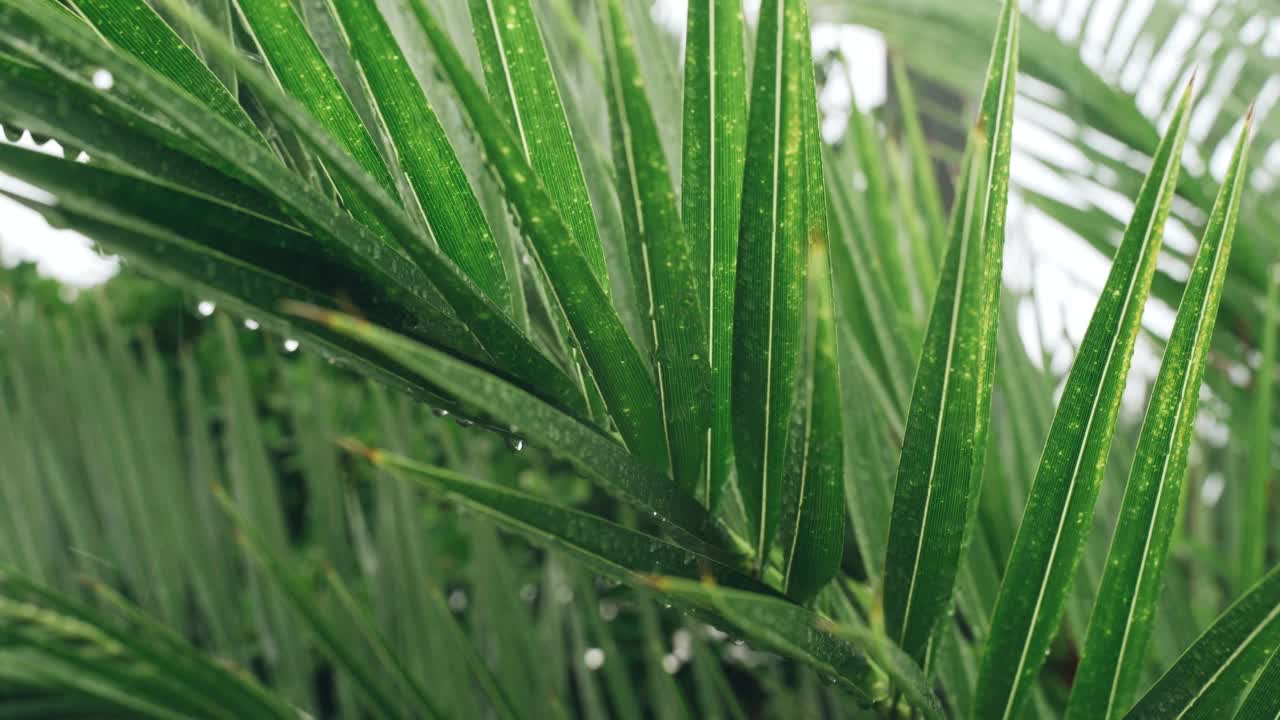 大雨打在植物的树枝上。视频素材