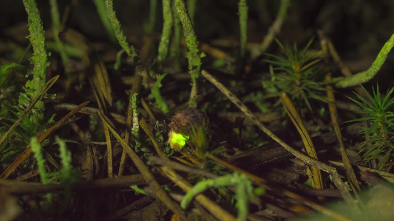 夏夜时分，绿草林中，蚂蚁咬萤火虫视频素材