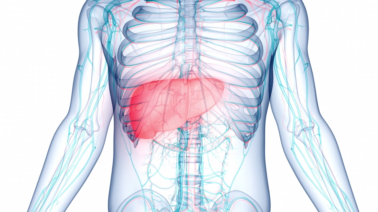 人体内部消化器官肝脏解剖动画概念视频素材