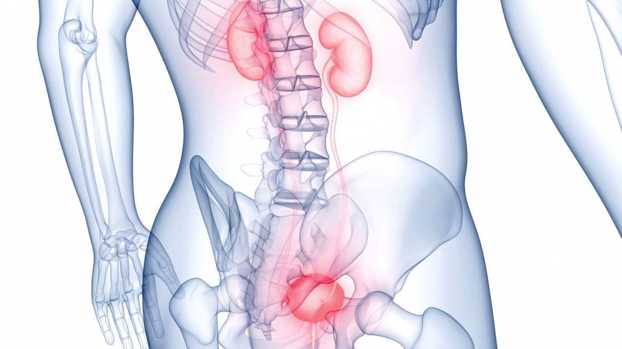人体泌尿系统肾脏与膀胱解剖动画概念视频素材