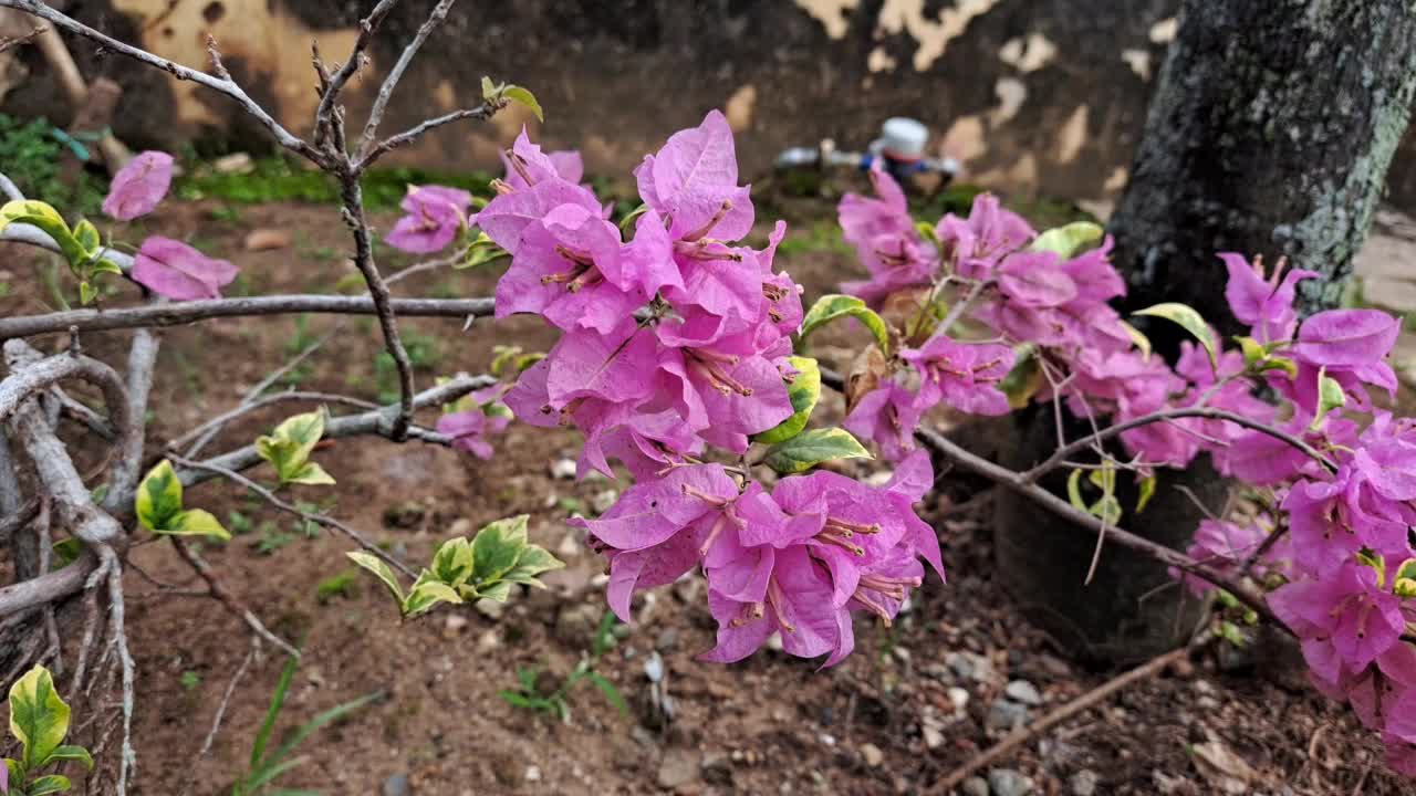 城市公园里，三重梅或粉色纸花迎风开放视频素材