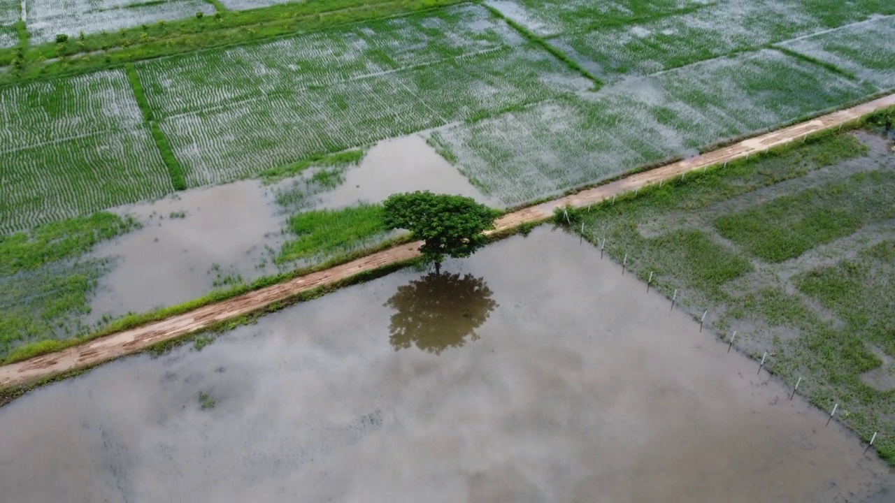 受雨季洪水影响的稻田或农业地区的鸟瞰图。滂沱大雨和洪水淹没农田后泛滥的河流俯视图。视频素材