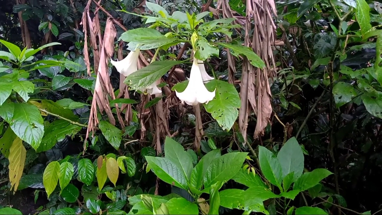 紫芽甘蓝的特写视频素材