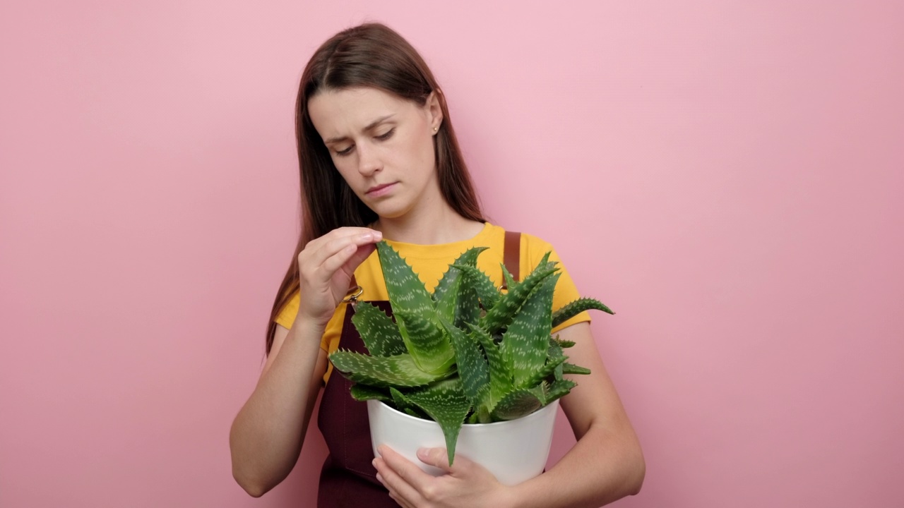 失望的年轻白人女性花匠的肖像抱着疾病植物，不高兴的看着相机，摆姿势孤立的粉色背景墙在工作室。园艺失败的概念视频素材