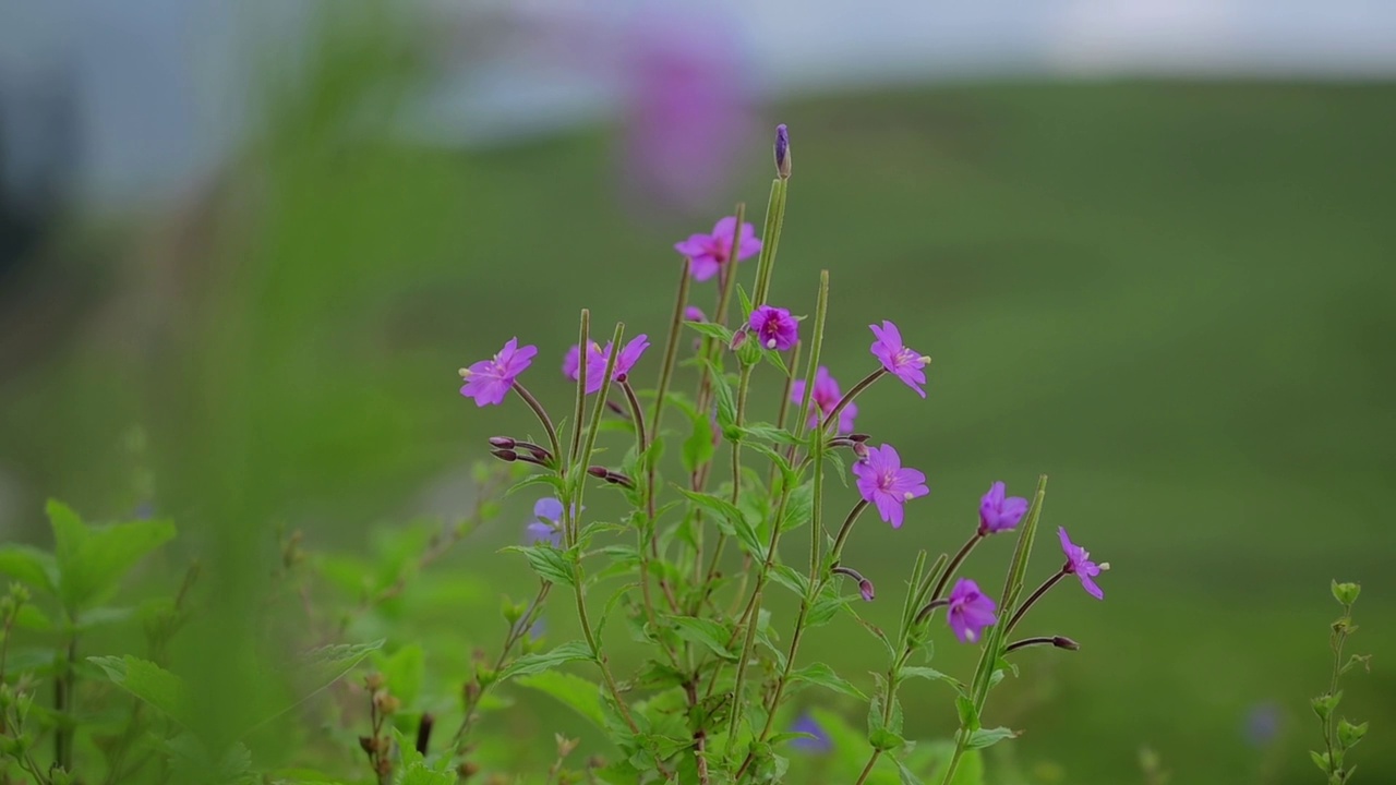 长满五颜六色野花的草地视频素材