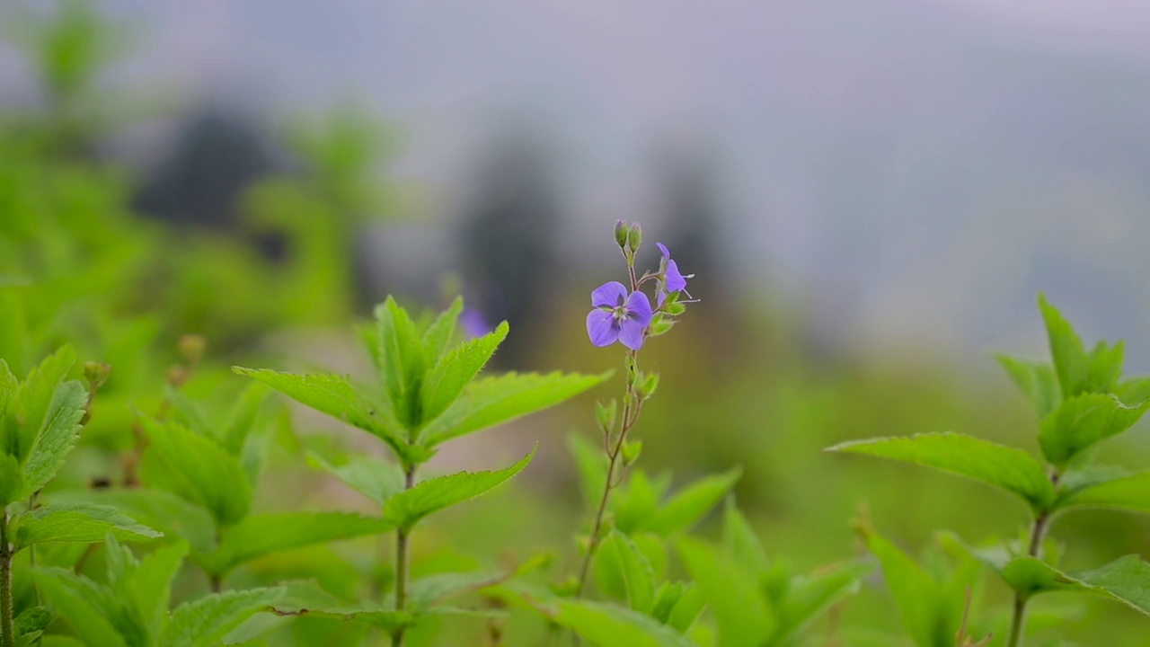 长满五颜六色野花的草地视频素材