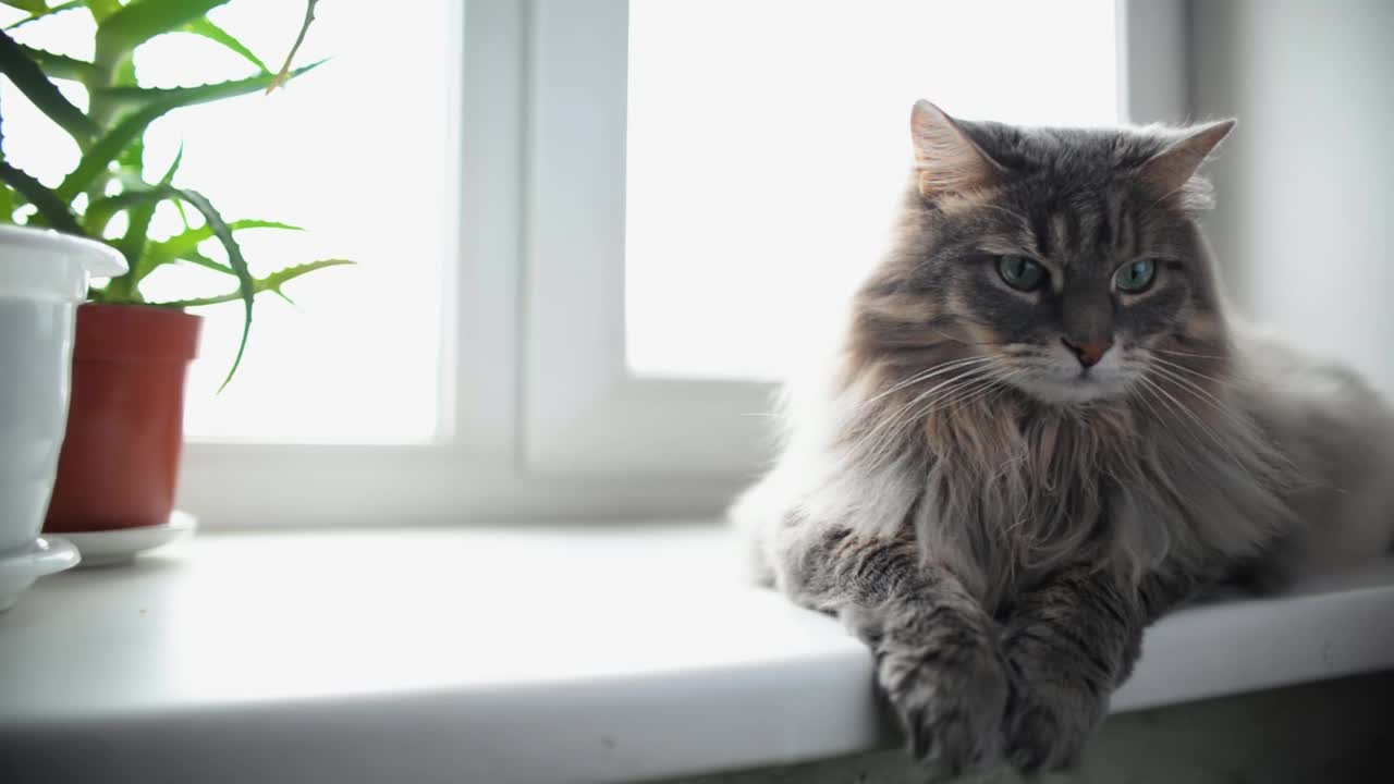 灰色的绿眼睛猫休息在窗台上与室内植物在窗户和观察，室内。毛茸茸的疲倦的宠物四处张望视频素材