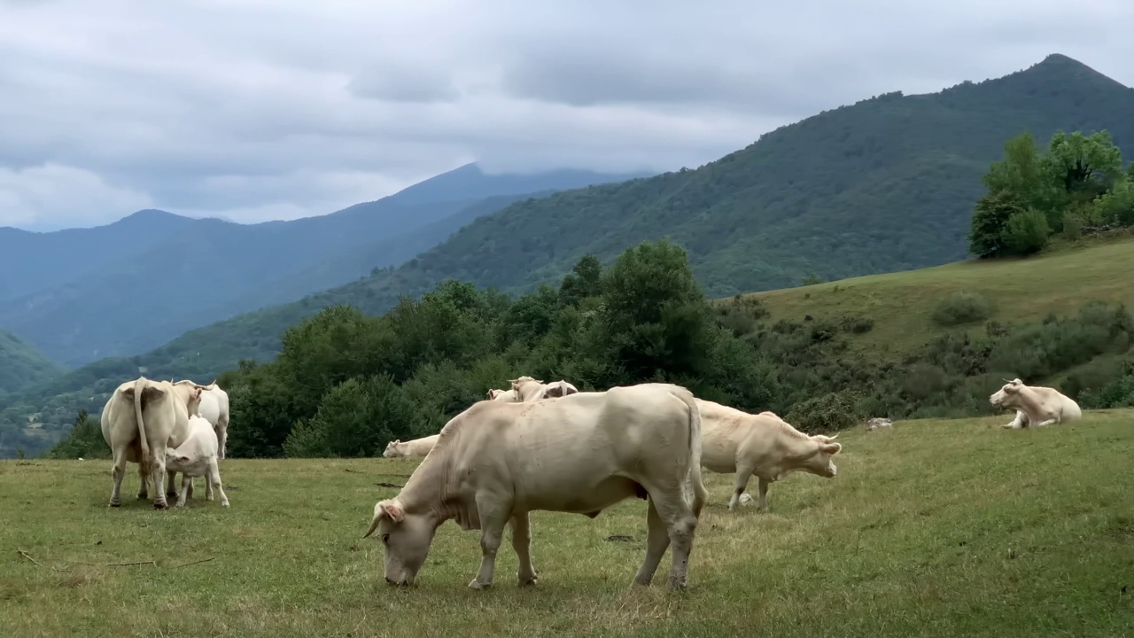 一群牛在山间草地上吃草视频素材