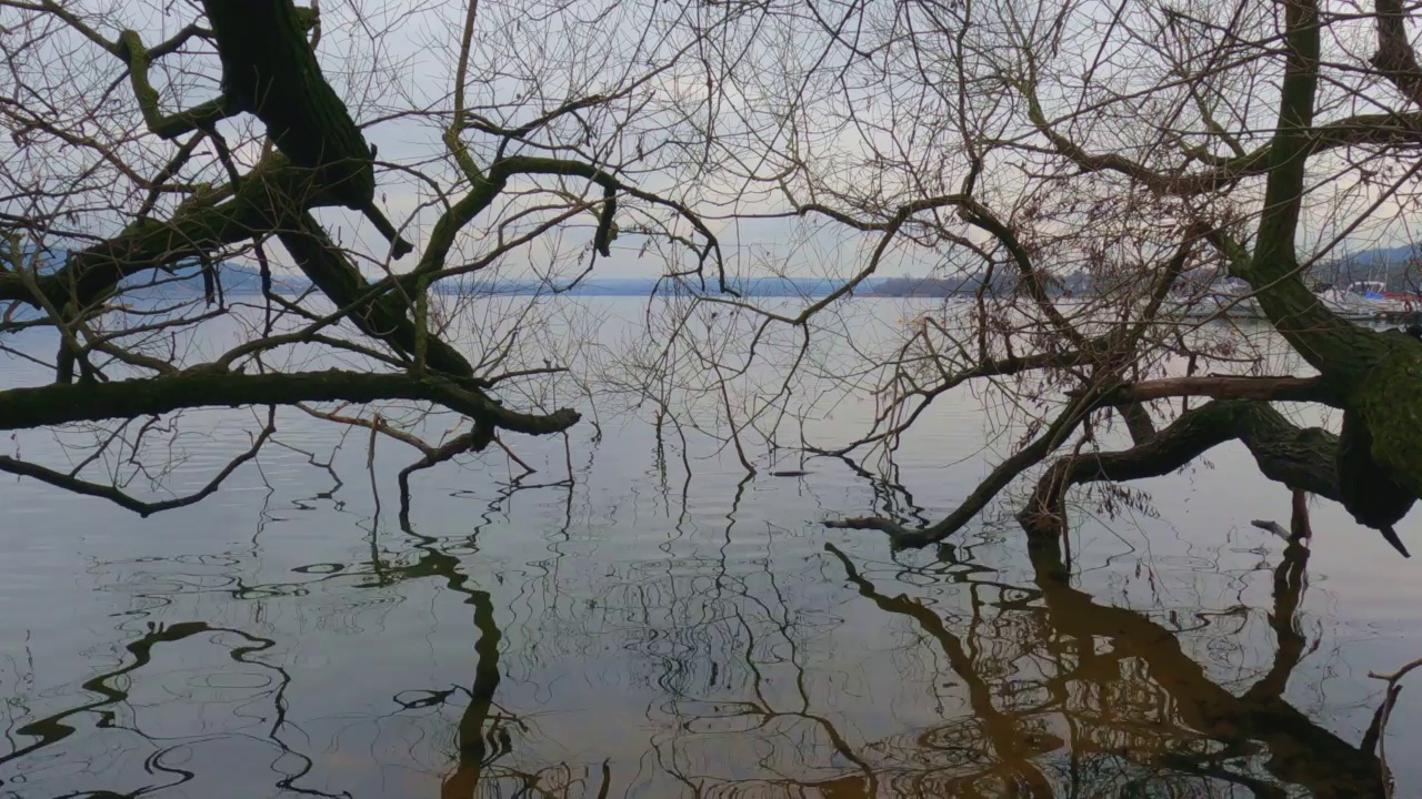 倾斜的干树枝倒映在湖水上视频素材