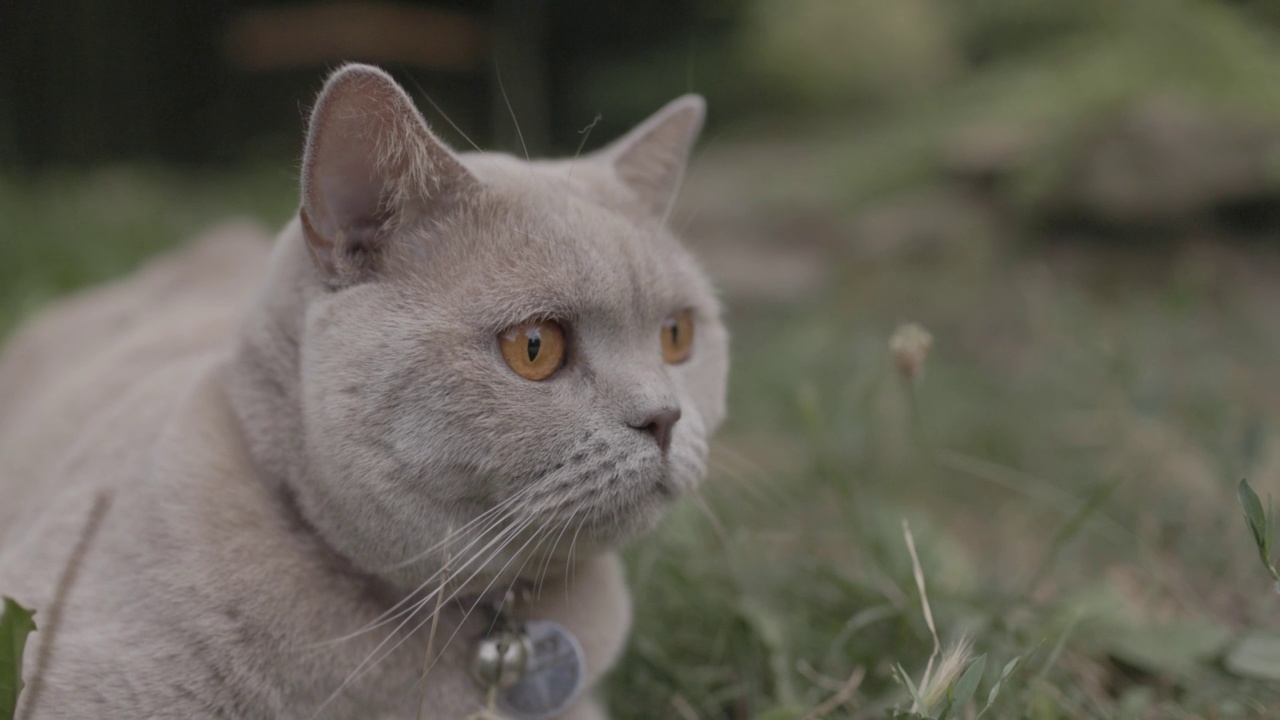 后院花园的苏格兰猫。灰色的苏格兰猫在户外散步视频素材