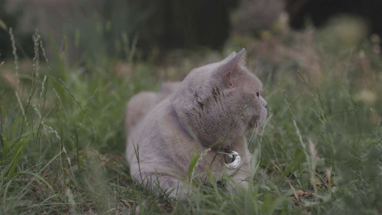 后院花园的苏格兰猫。灰色的苏格兰猫在户外散步视频素材