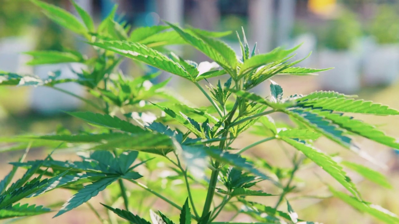 一个有机农场的大麻植物特写。视频素材