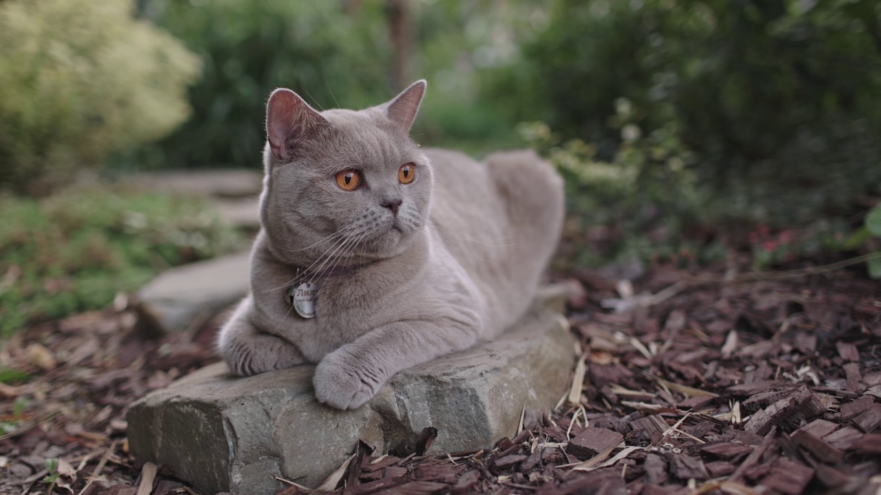 后院花园的苏格兰猫。户外灰色的苏格兰猫。视频素材