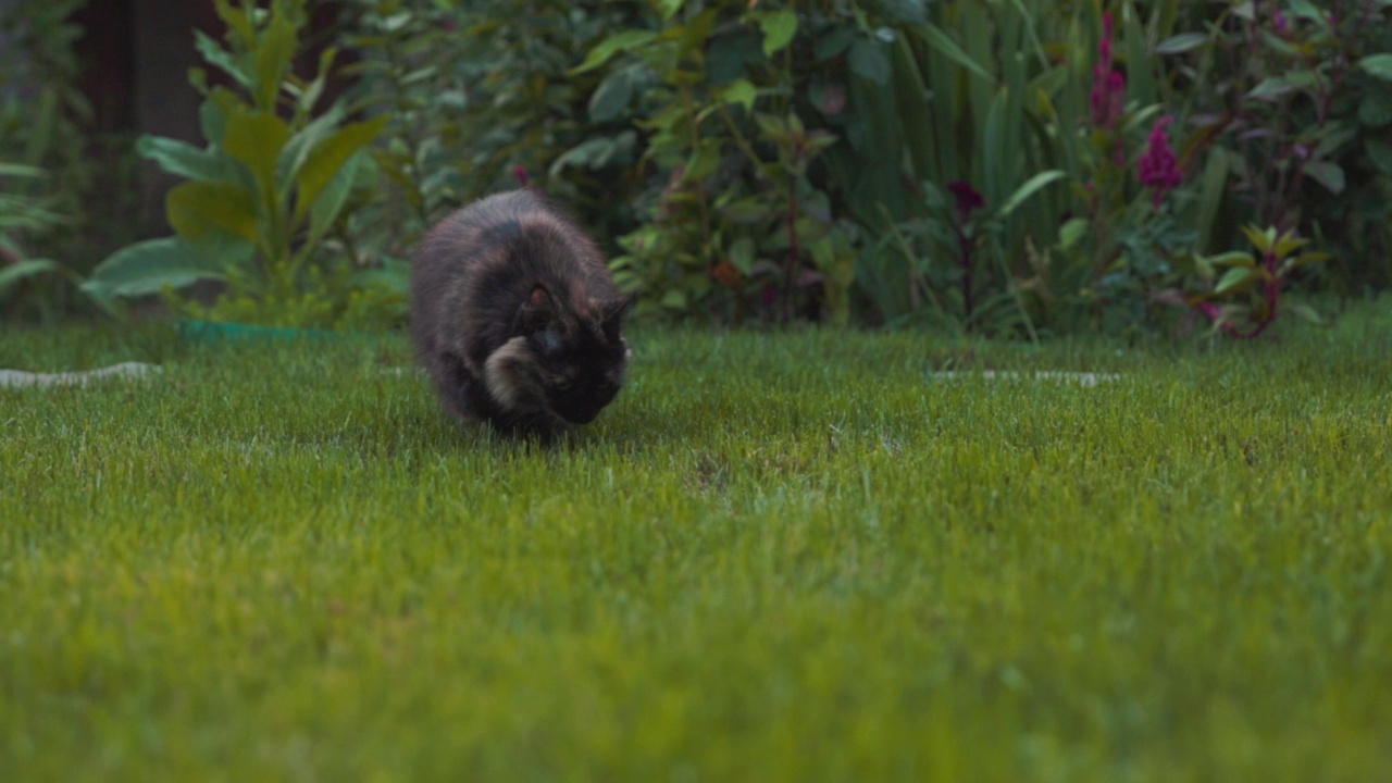 后院花园草坪上可爱的猫。猫走路的户外视频素材