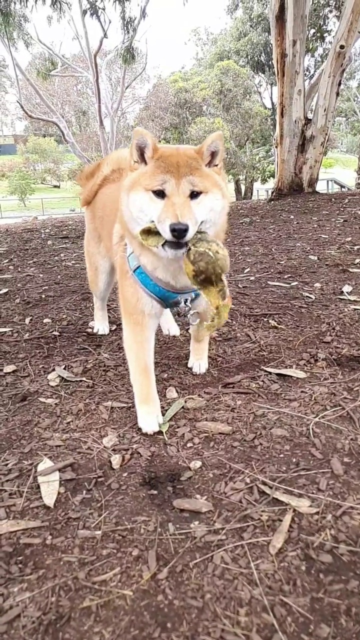 柴犬好奇的慢镜头视频素材