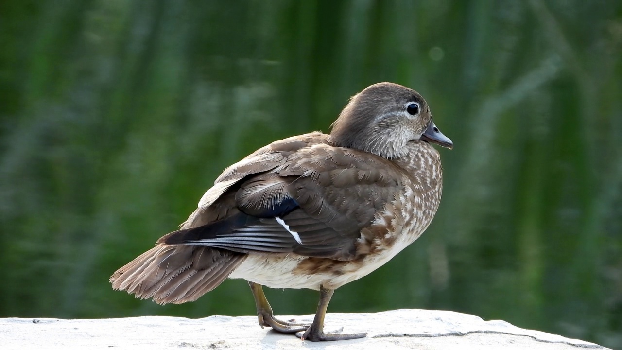 雌性鸳鸯(Aix galericulata) /韩国大田视频素材