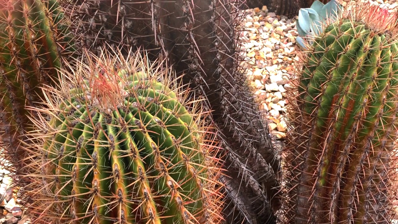 利马桶仙人掌，Ferocactus pilosus视频素材