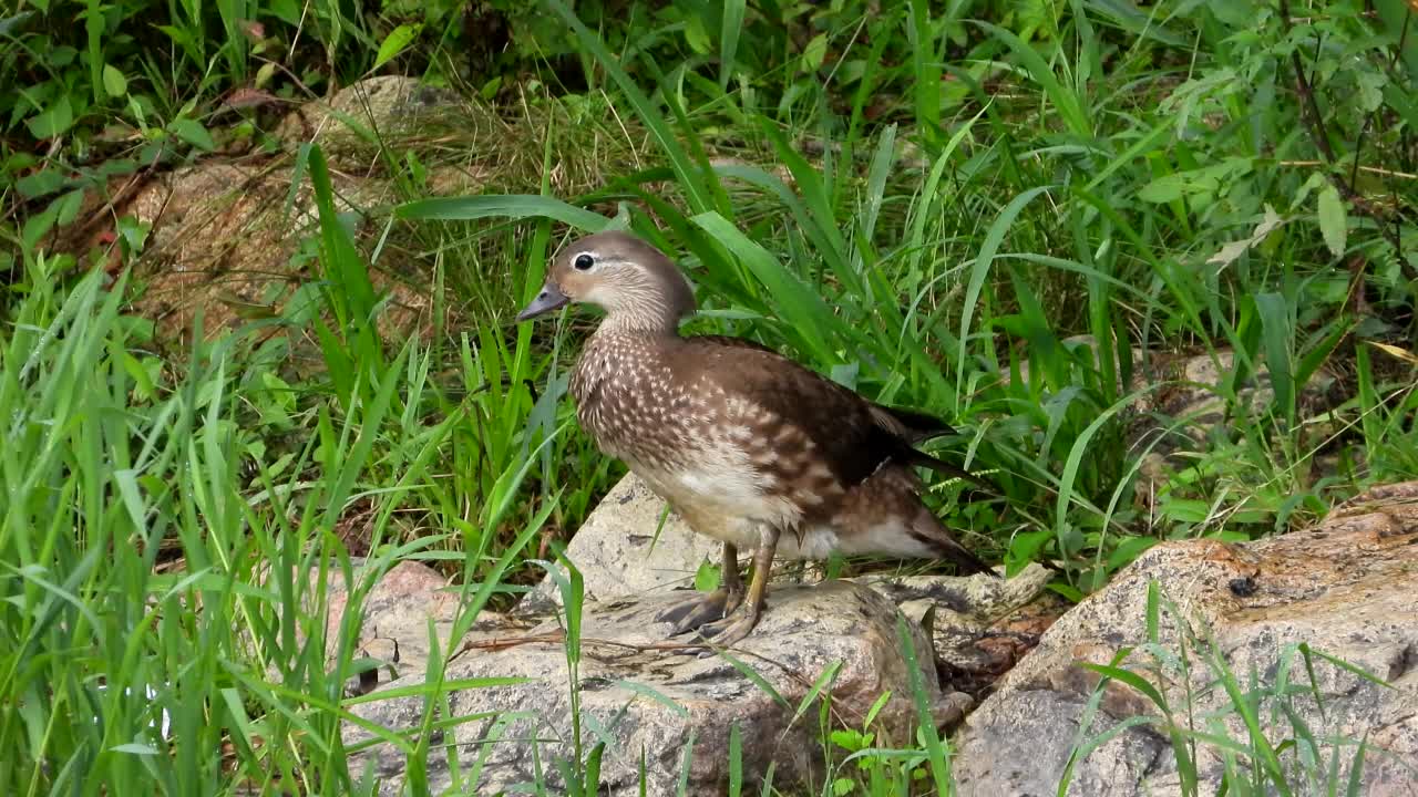 雌性鸳鸯(Aix galericulata) /韩国大田视频素材