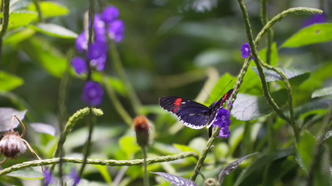 蝴蝶在花上慢悠悠地飞舞视频素材