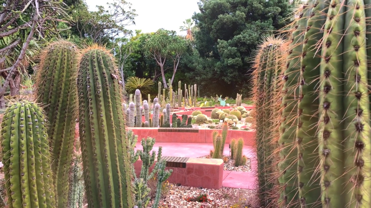 利马桶仙人掌，Ferocactus pilosus视频素材