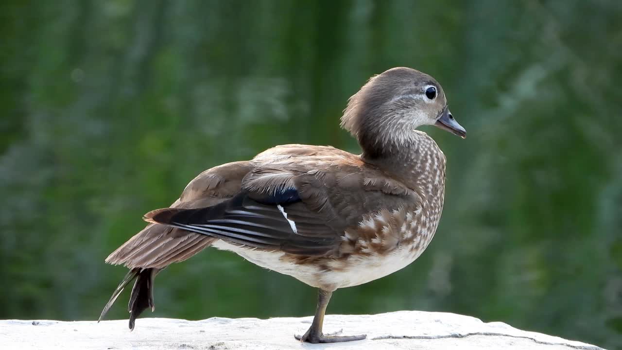 雌性鸳鸯(Aix galericulata) /韩国大田视频素材