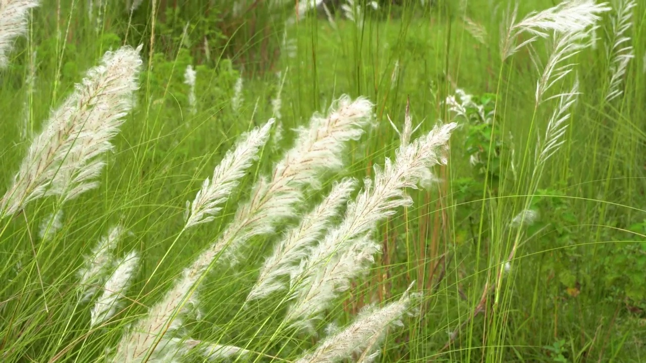 美丽的白色卡什或kans草花，Saccharum自发，在杜尔迦普加节视频素材