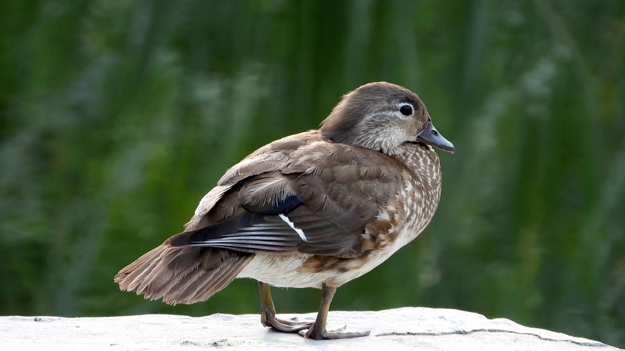 雌性鸳鸯(Aix galericulata) /韩国大田视频素材