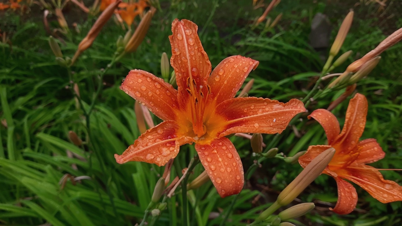 百合的花是橙色的，上面有水滴视频素材