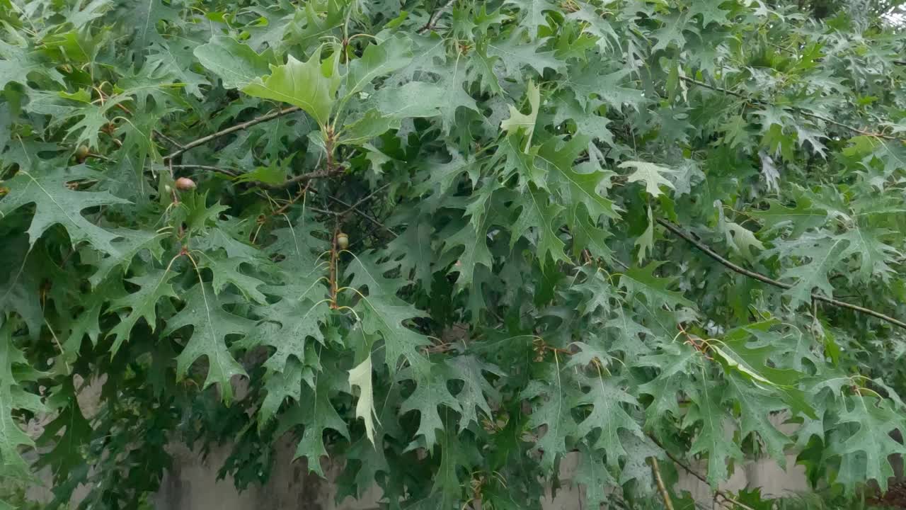 在多风多雨的天气里，红色的橡树枝叶都是绿色的视频素材