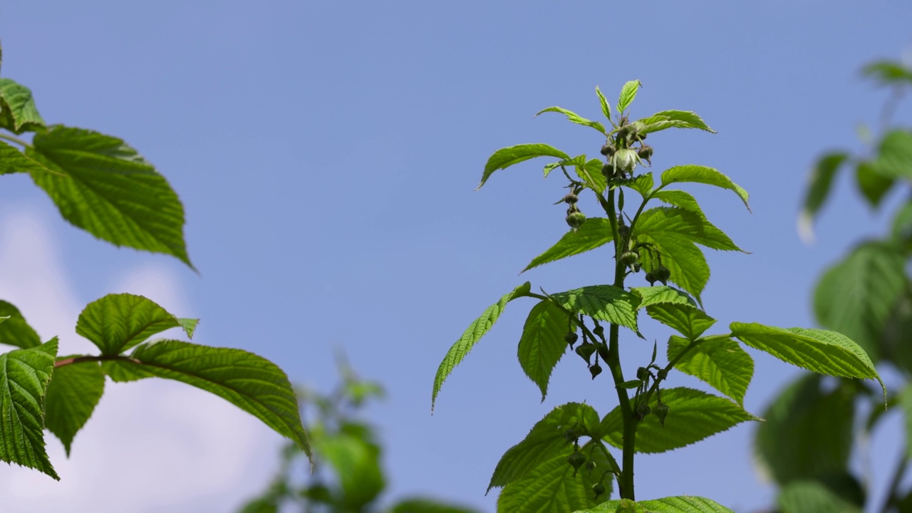 花园里有风的绿色树莓视频素材