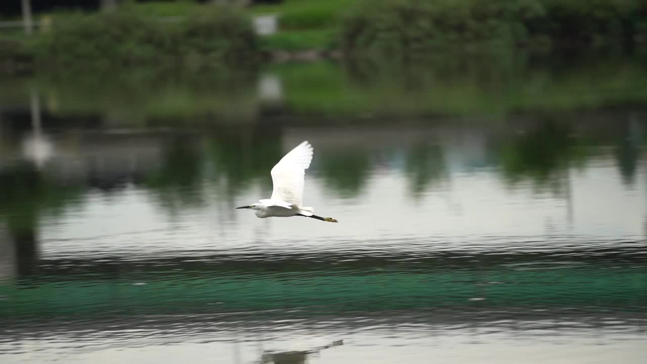 小白鹭(Egretta garzetta) /韩国大田视频素材