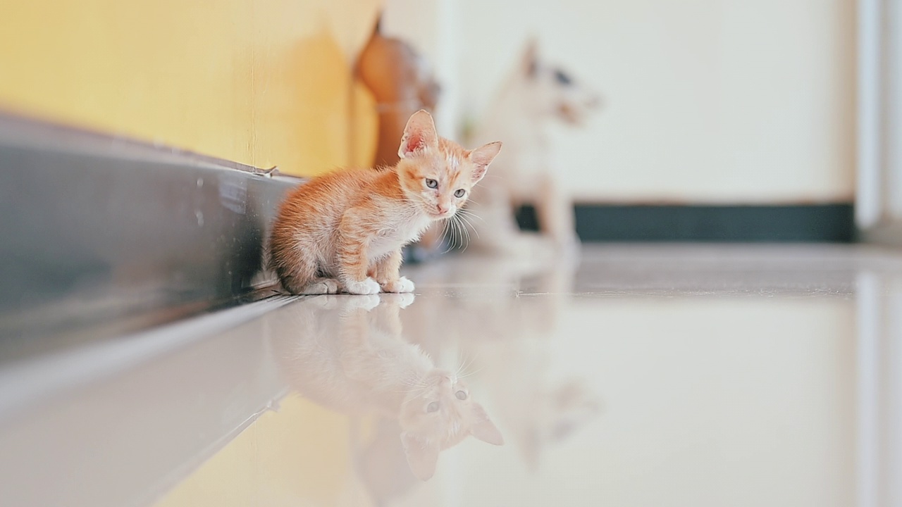 可爱的新生小猫。宠物爱好者的概念视频素材