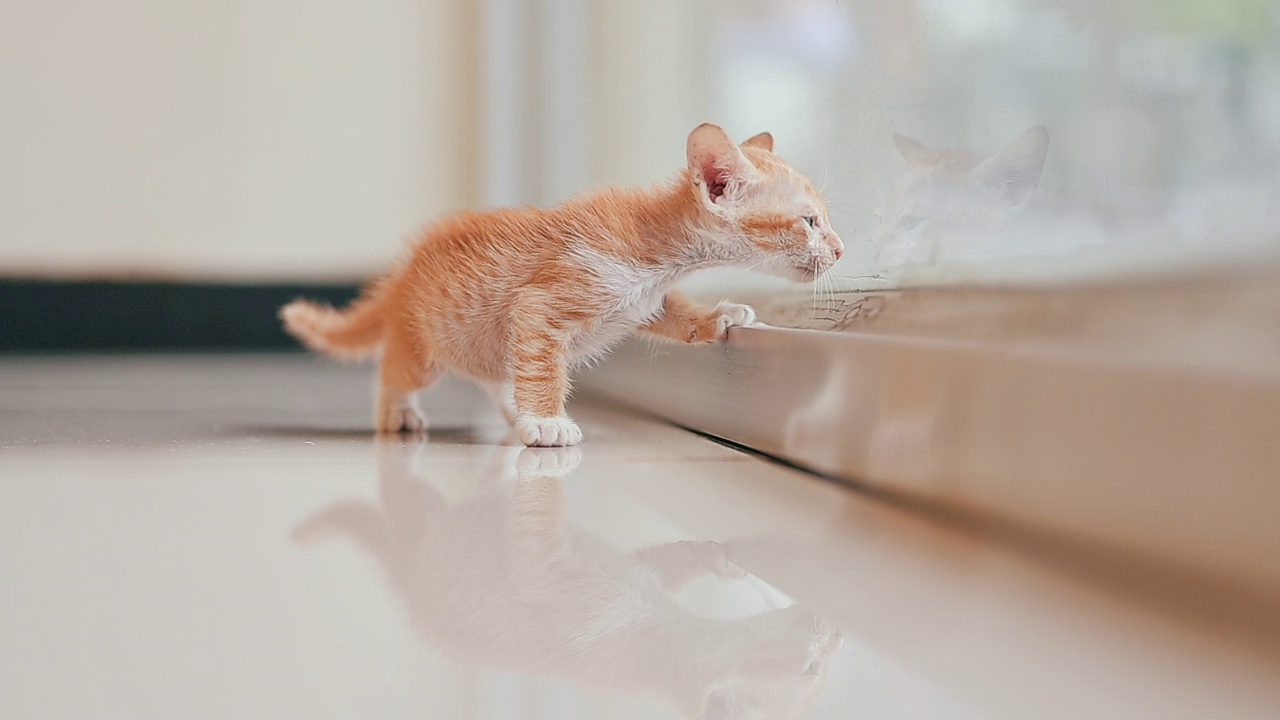 可爱的新生小猫。宠物爱好者的概念视频素材