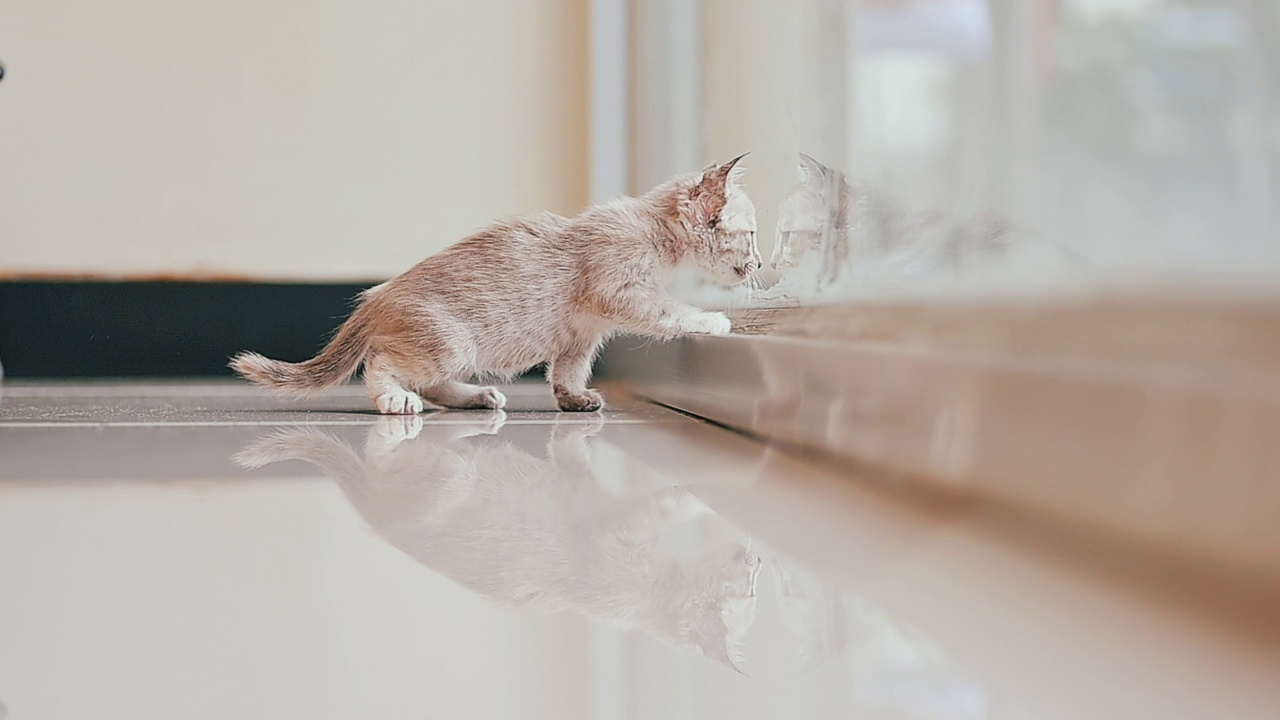 可爱的新生小猫。宠物爱好者的概念视频素材