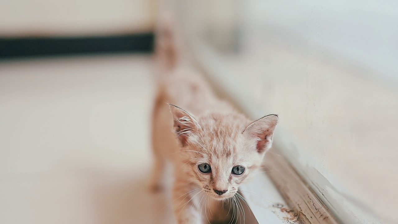 可爱的新生小猫。宠物爱好者的概念视频素材