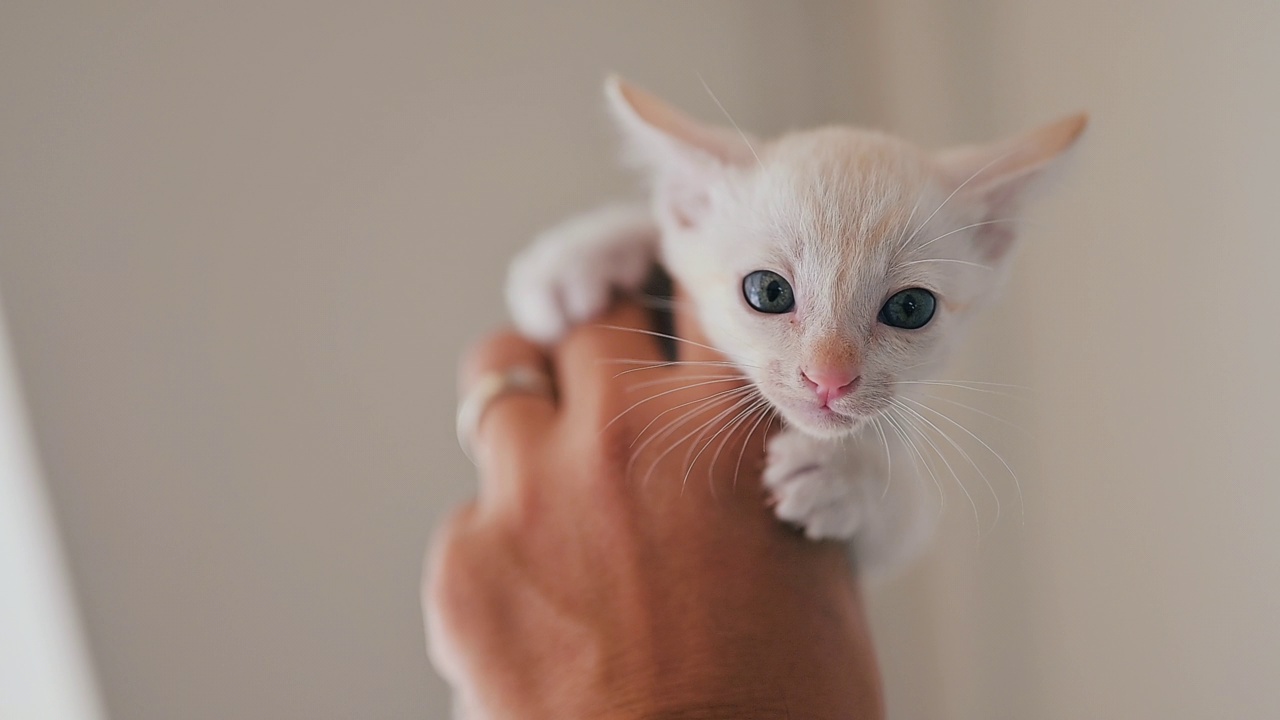 可爱的新生小猫。宠物爱好者的概念视频素材