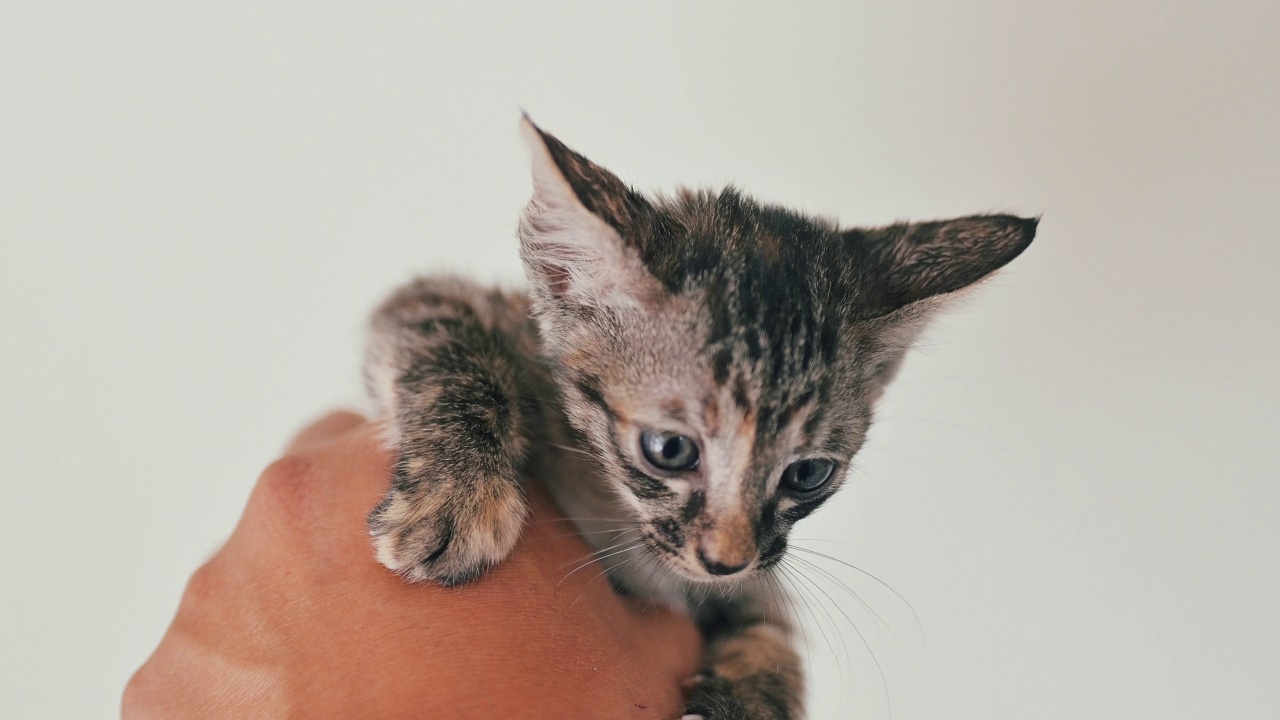 可爱的新生小猫。宠物爱好者的概念视频素材