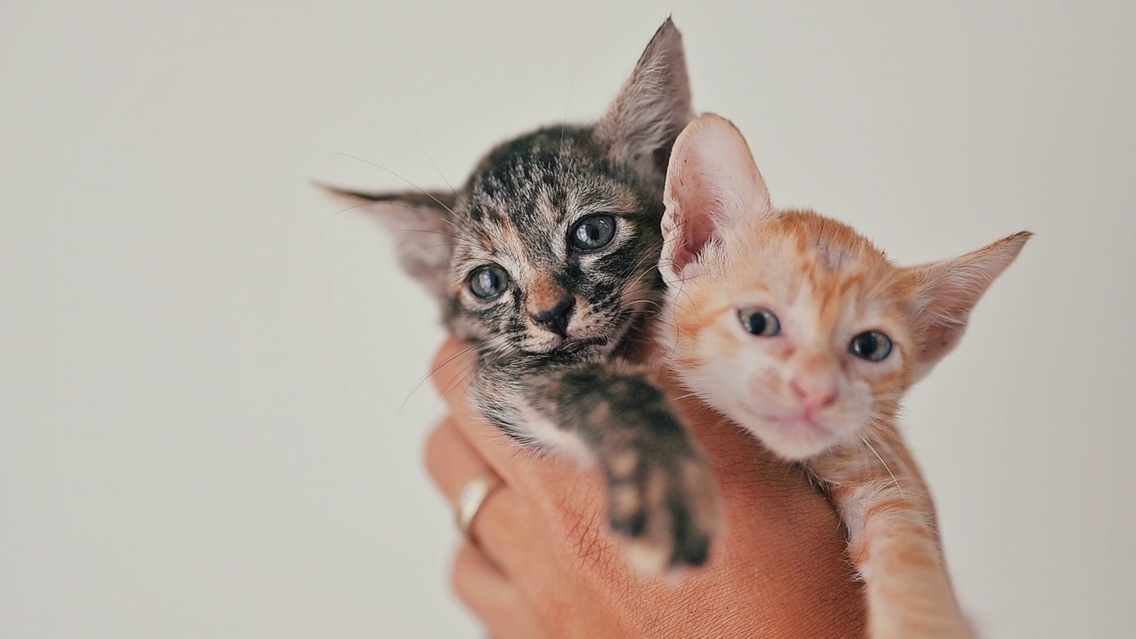 可爱的新生小猫。宠物爱好者的概念视频素材