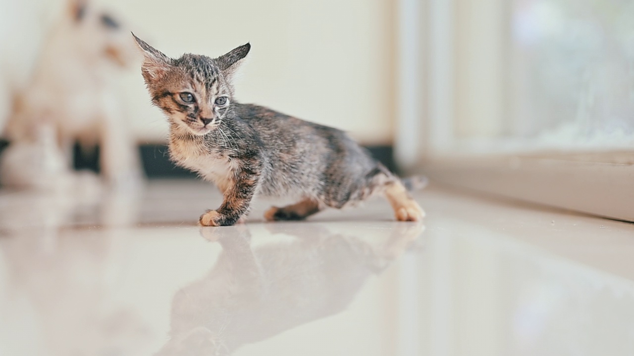 可爱的新生小猫。宠物爱好者的概念视频素材