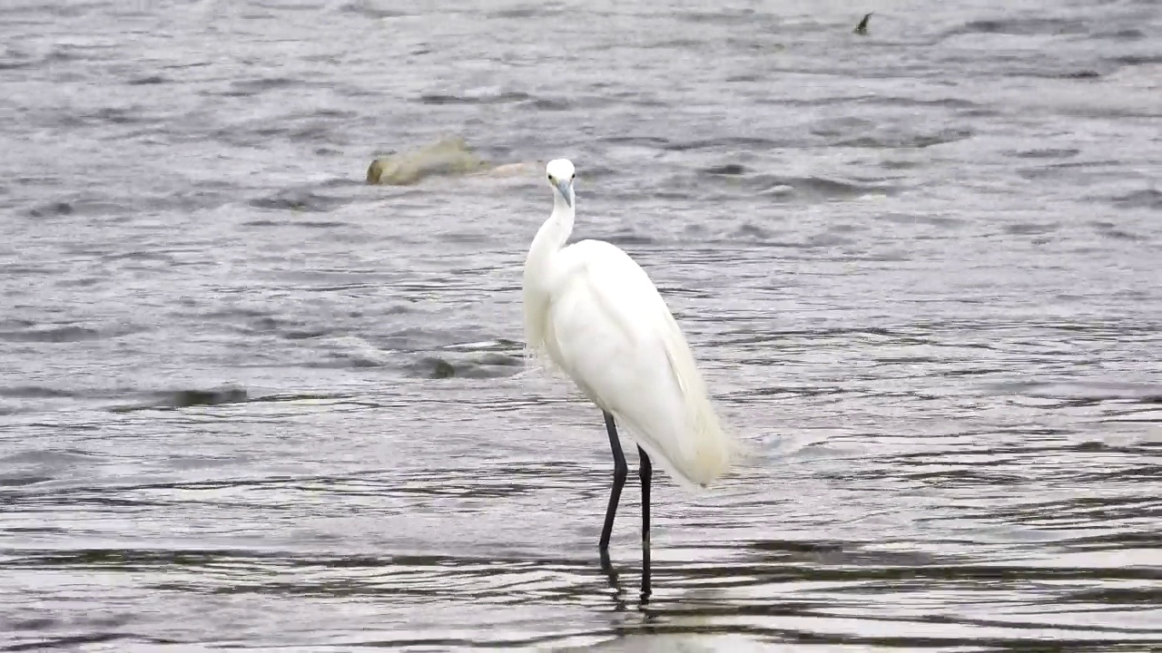 小白鹭(Egretta garzetta) /韩国大田视频素材