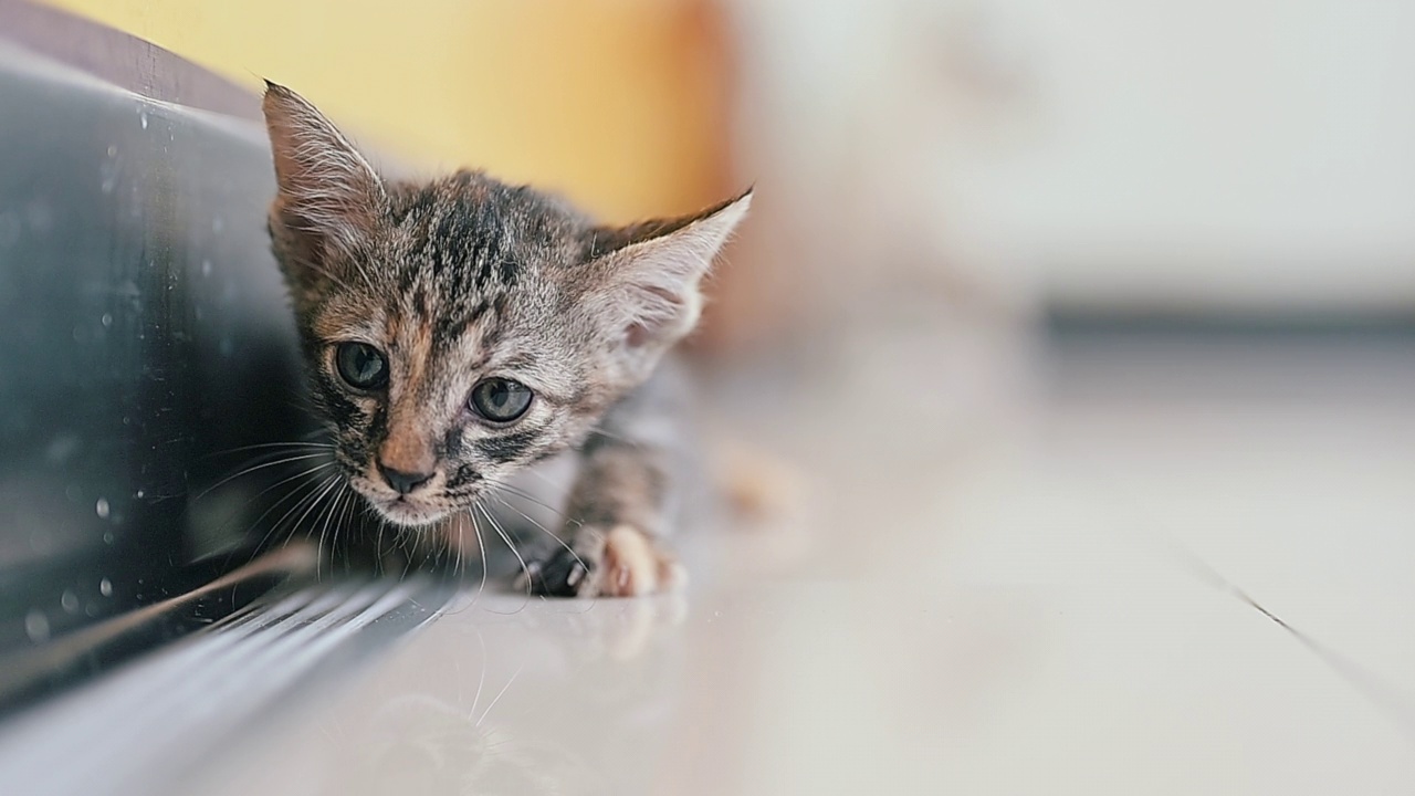 可爱的新生小猫。宠物爱好者的概念视频素材