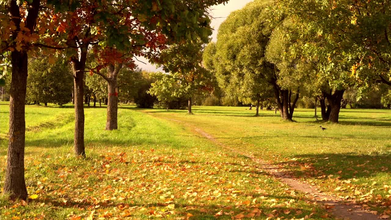 在花园、森林或公园里，有黄色橙色叶子的树木的自然秋景。从树上落下的树叶。一只鸟在草地上走。十月或九月的大自然。季节变化的概念。视频下载