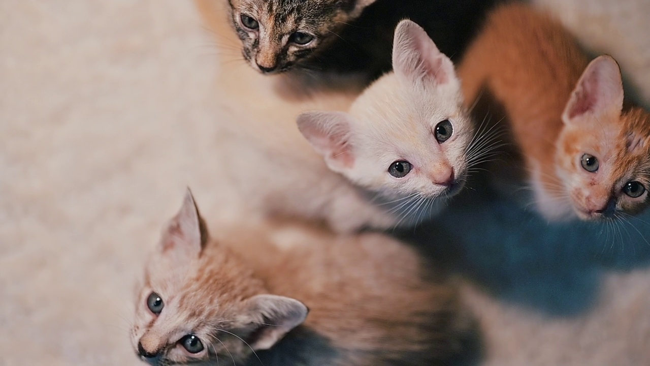 可爱的新生小猫。宠物爱好者的概念视频素材